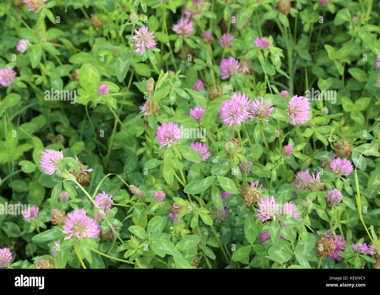 clover plant with flowers and leaves. The ideal food of rabbits and