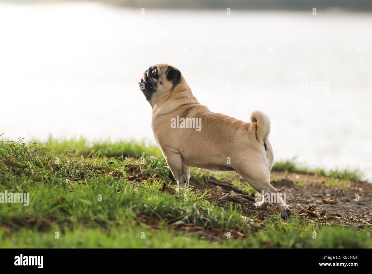 7 year hotsell old pug