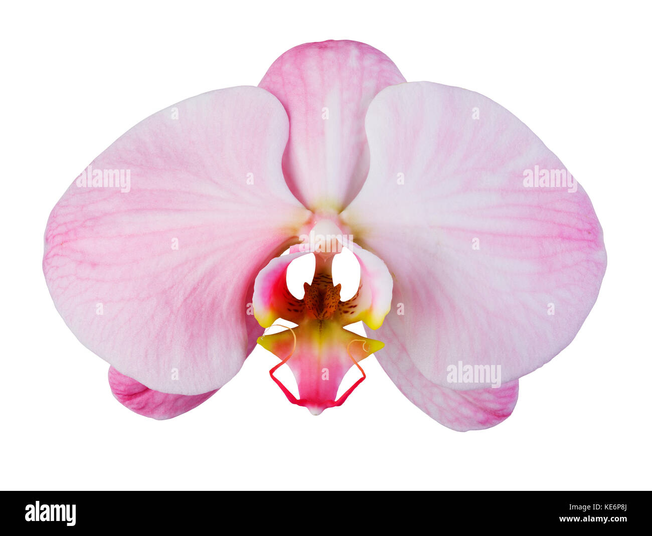 Pink orchid with streaks isolated on white background Stock Photo - Alamy