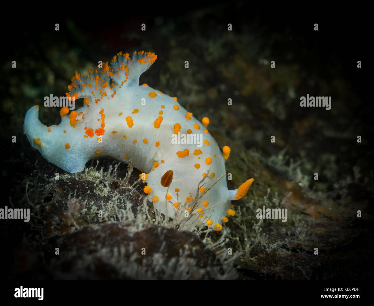 Happy to find an abundance of Clown Nudibranchs off Pender Island, BC Stock Photo
