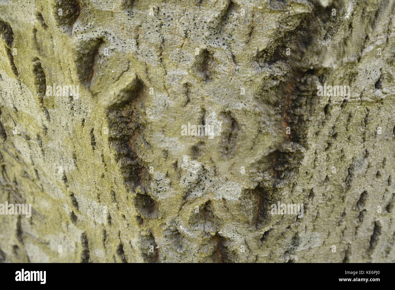 The bark of the large-leafed dogwood, Cornus macrophylla- texture or background, horizontal composition Stock Photo
