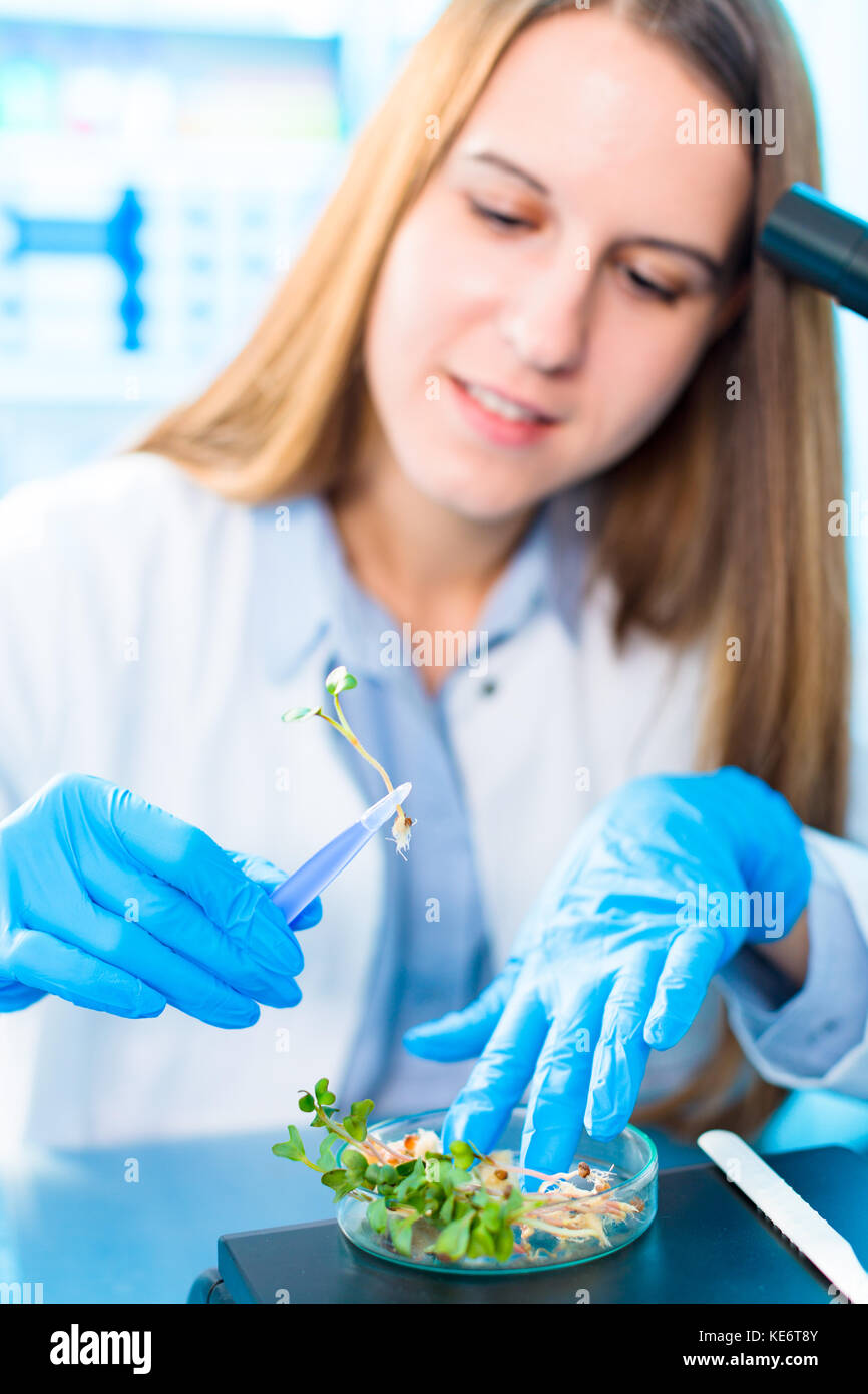 Research of photosynthesis of green plants. Food quality control of