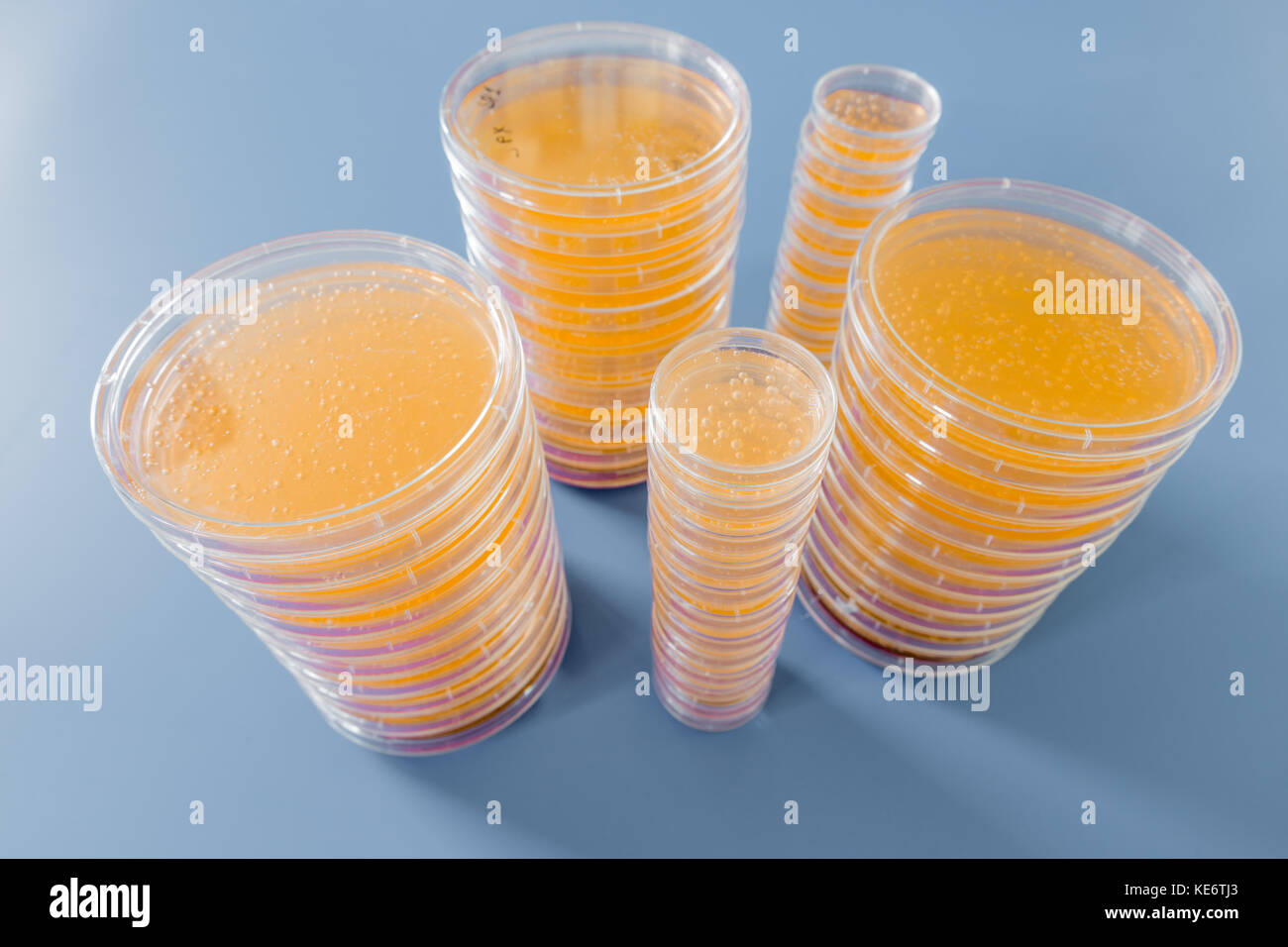 Pile of petri dish with growing cultures of fungi and