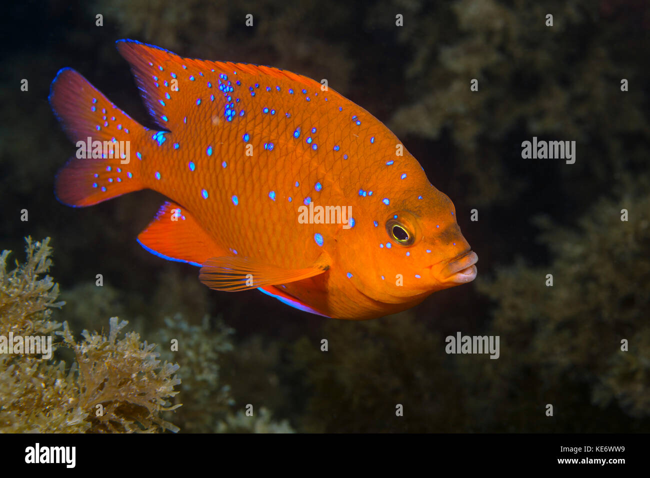 Any fish hires stock photography and images Alamy