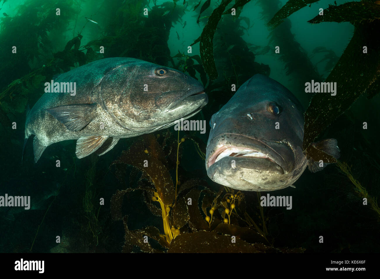 Giant Sea Bass in Kelp Forest, Stereolepis gigas, Catalina Island, California, USA Stock Photo