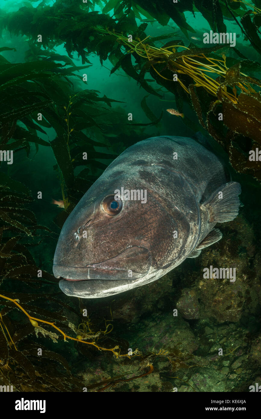 Kelp hires stock photography and images Alamy