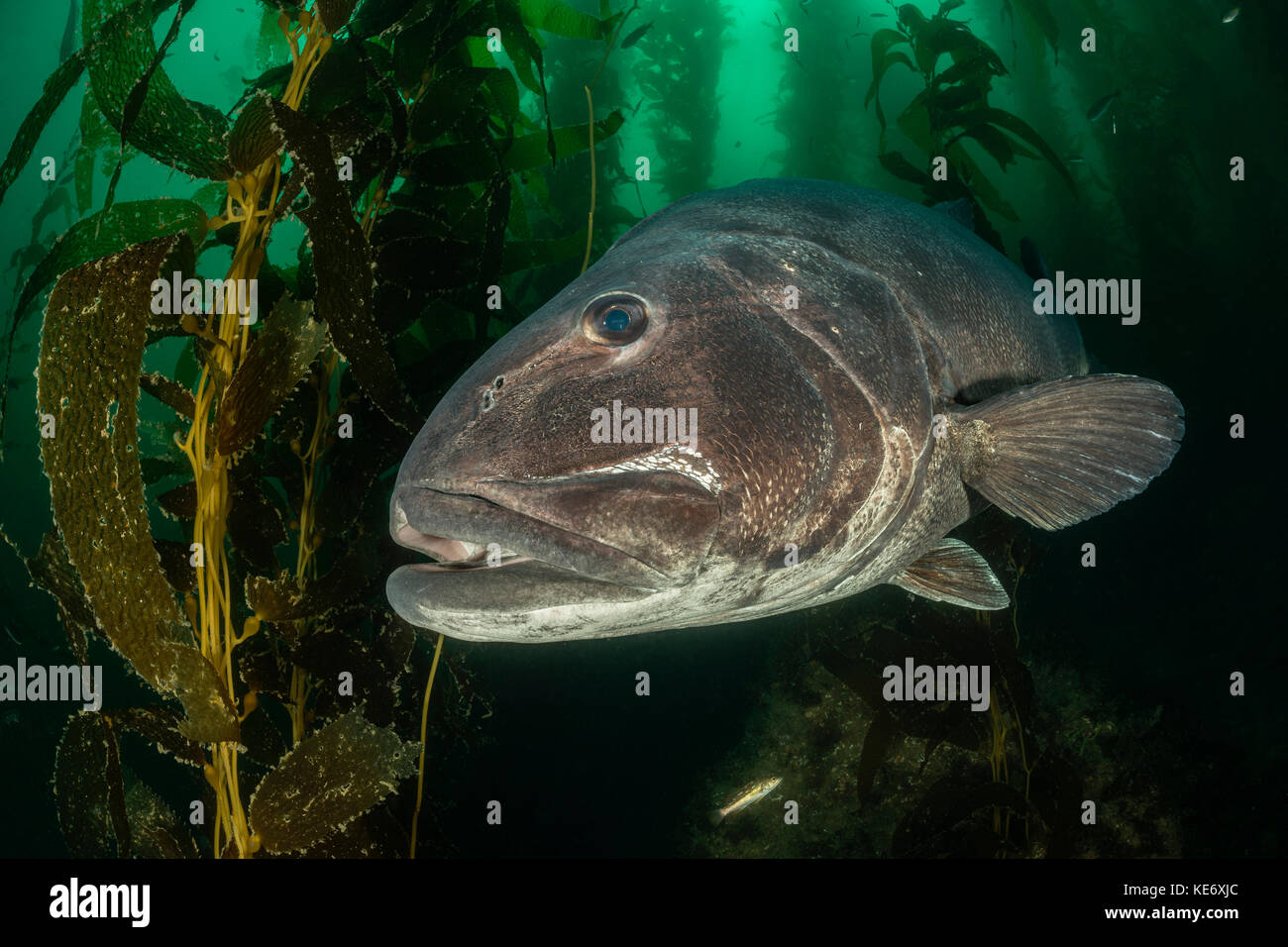 Giant Sea Bass in Kelp Forest, Stereolepis gigas, Catalina Island, California, USA Stock Photo