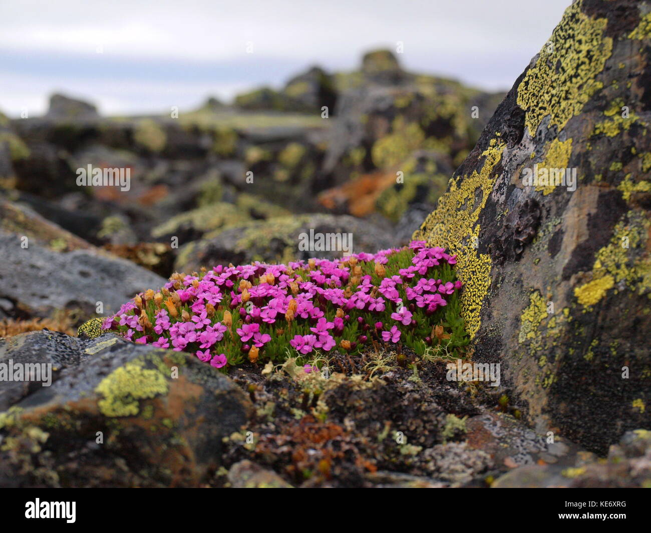 Moss Campion and lichenes on stone in Sweden tundra Stock Photo