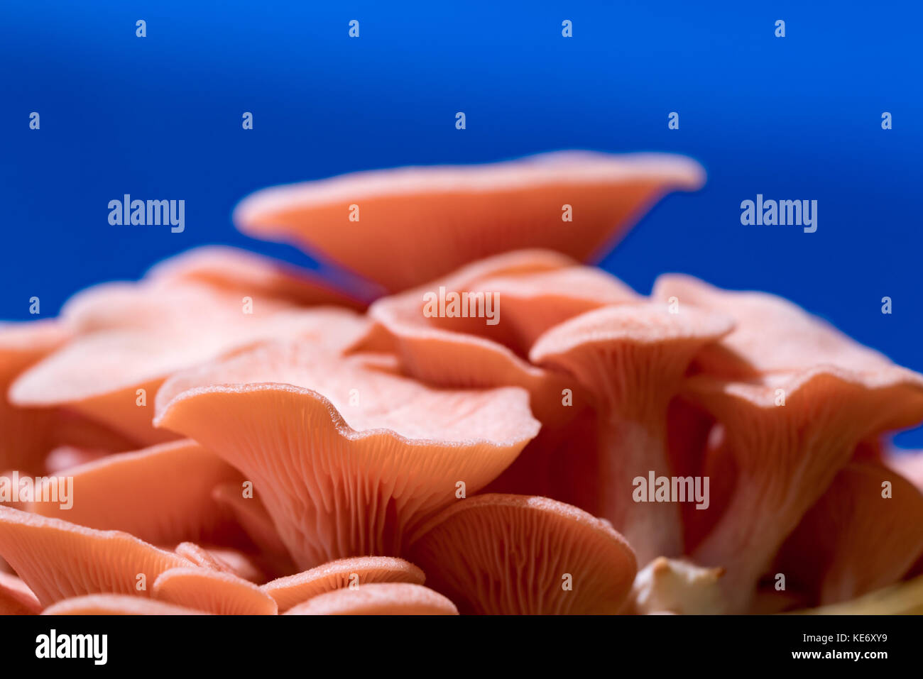 Mushroom spawn hires stock photography and images Alamy
