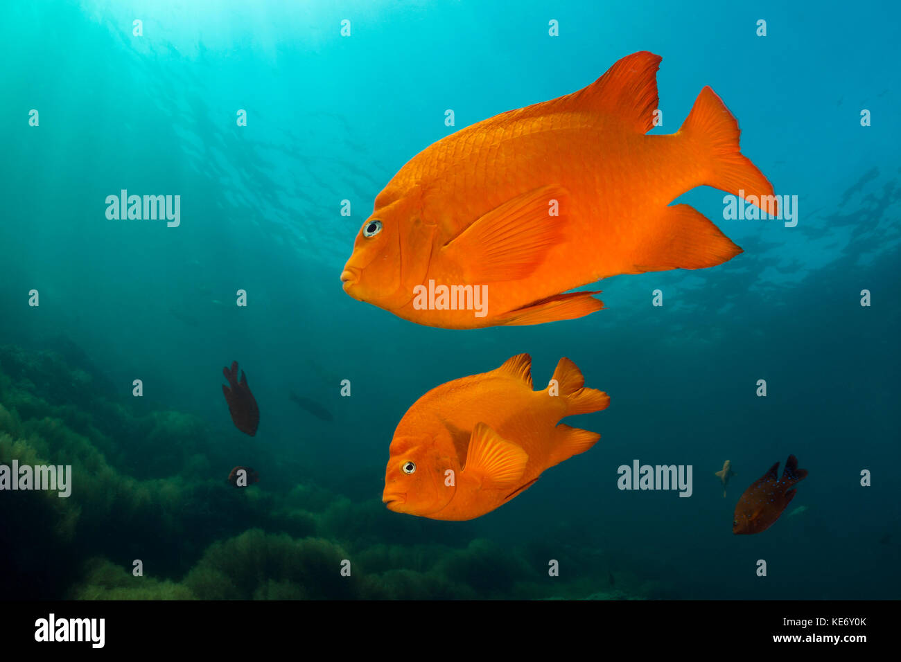 Garibaldi Fish, Hypsypops rubicundus, Catalina Island, California, USA Stock Photo