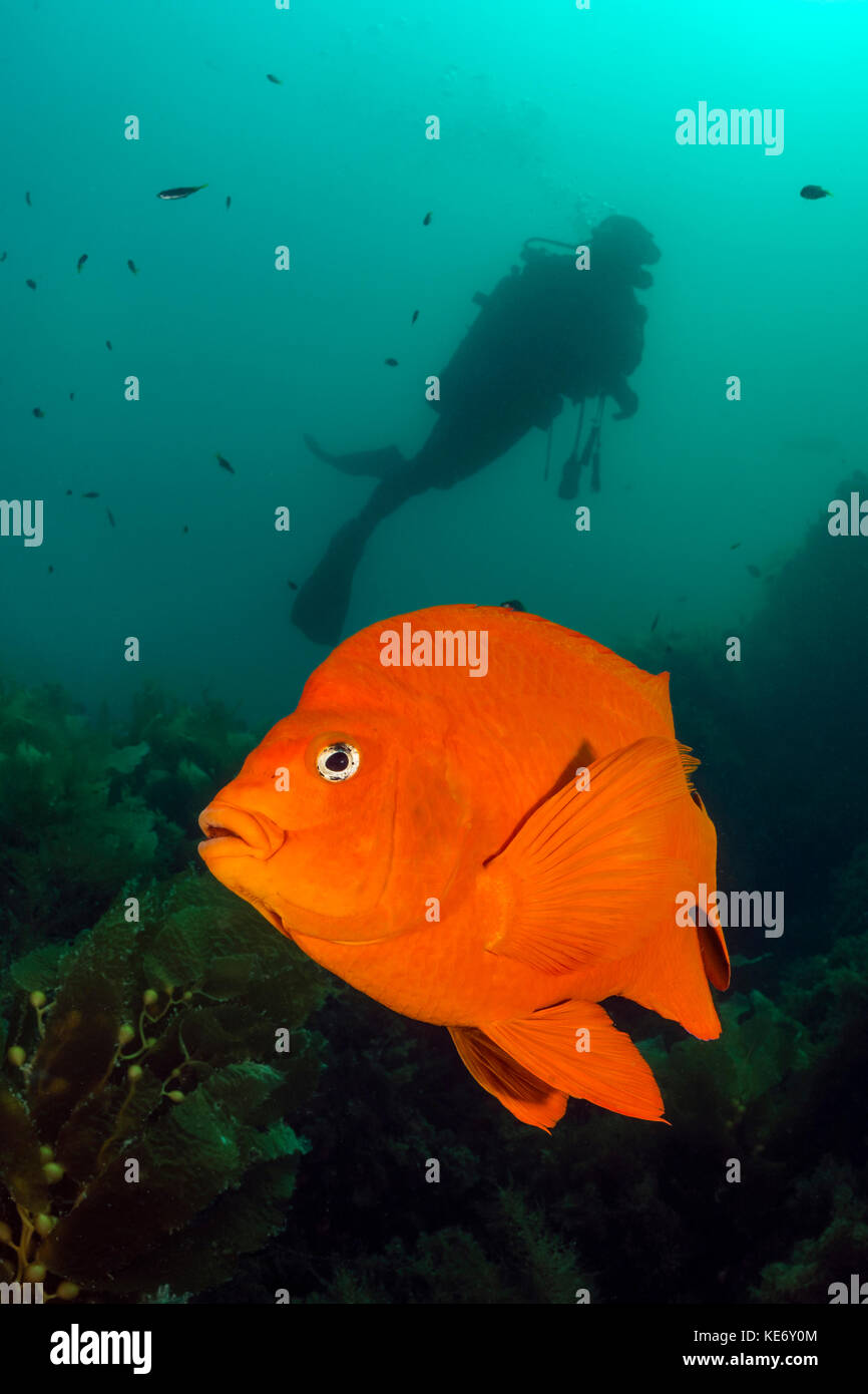 Garibaldi pr hires stock photography and images Alamy