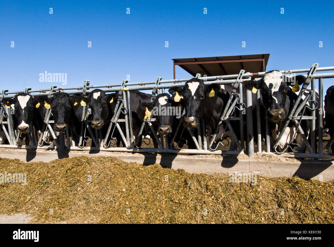 FEEDING HOLSTEIN COWS AT A DAIRY Stock Photo Alamy