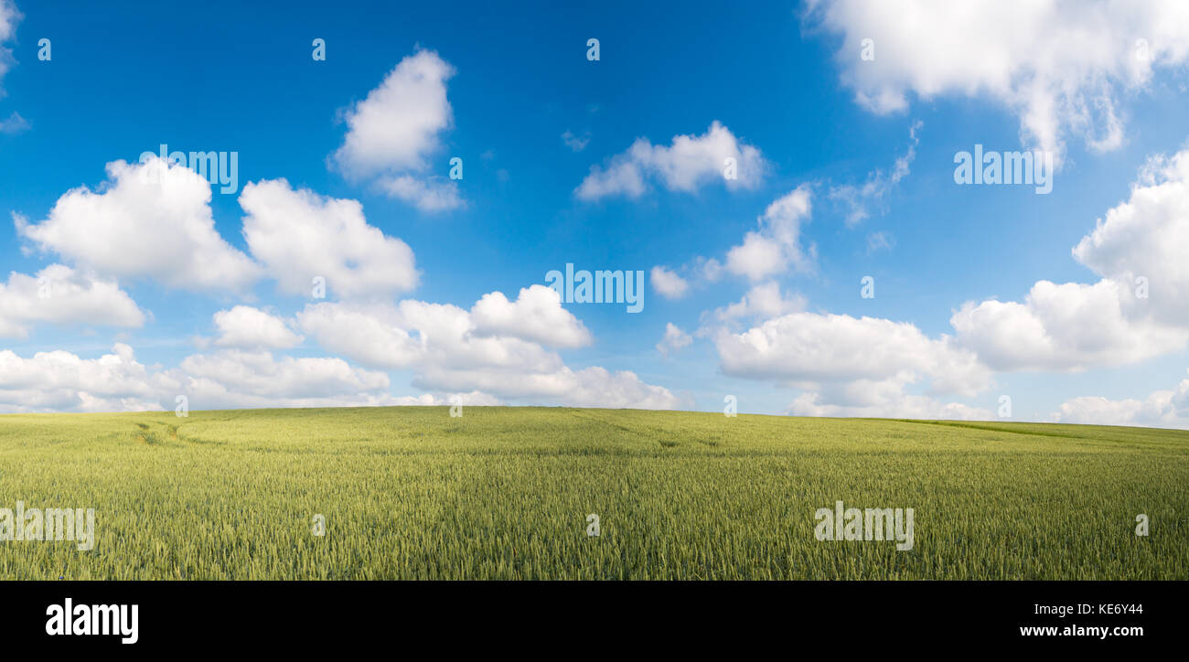 Green field and clear cloudy sky panorama Stock Photo - Alamy