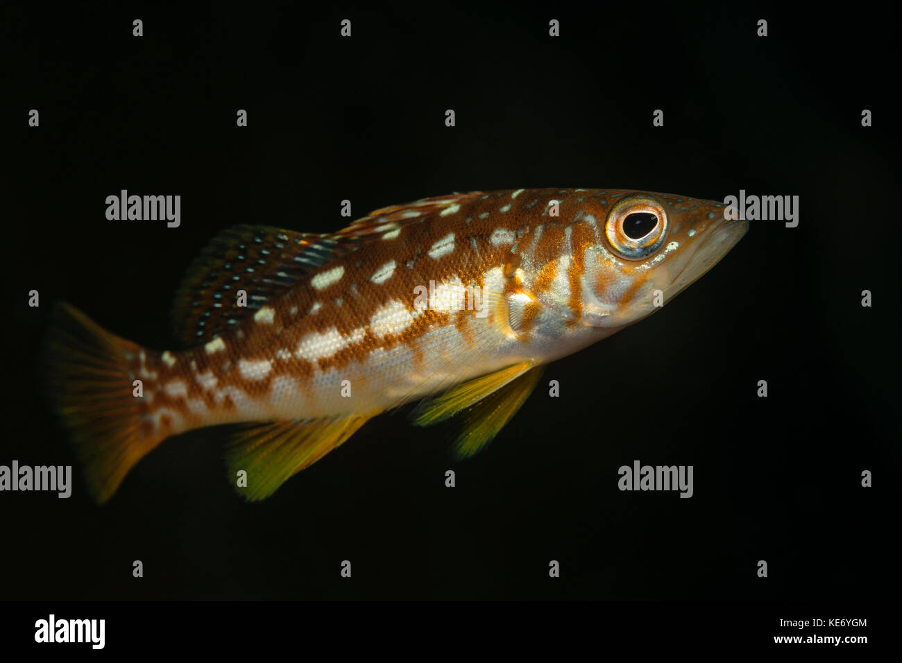 Juvenile Black Sea Bass