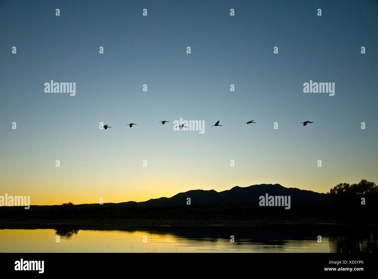 SANDHILL CRANES FLYING AT SUNSET AT BOSQUE DEL APACHE NATIONAL WILDLIFE REFUGE Stock Photo