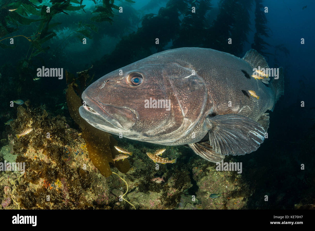 Giant Sea Bass in Kelp Forest, Stereolepis gigas, Catalina Island