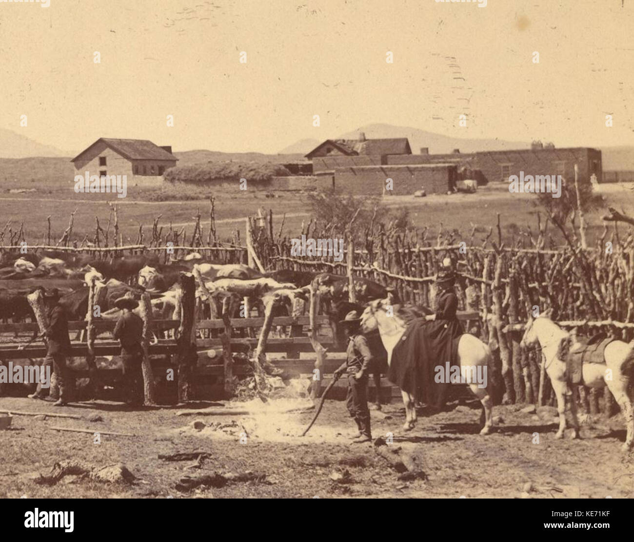 Working with cattle Empire Ranch Arizona 1890s Stock Photo - Alamy
