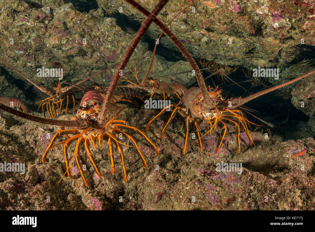 California Spiny Lobster, Panulirus interruptus, Catalina Island, California, USA Stock Photo