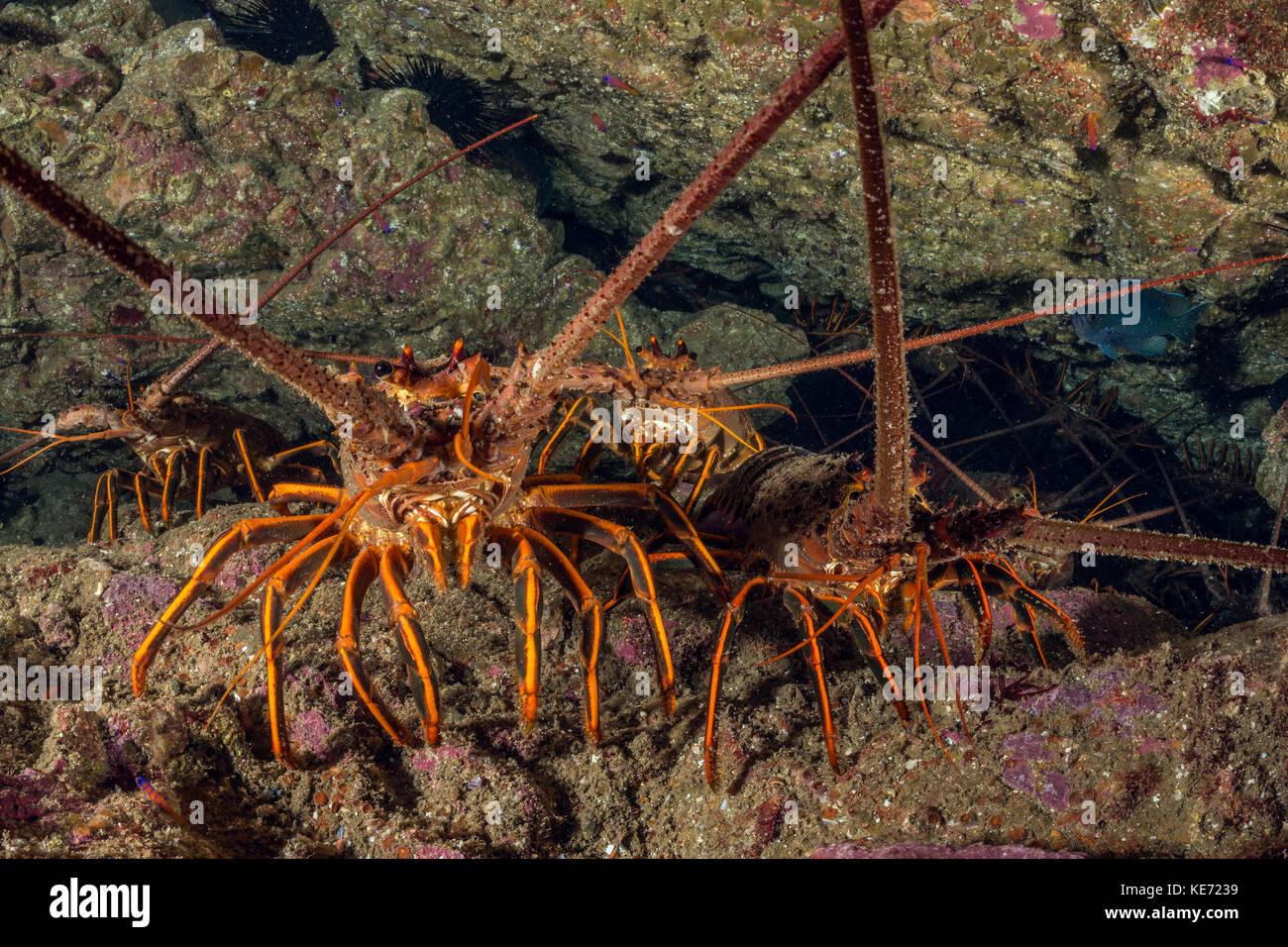 California Spiny Lobster, Panulirus interruptus, Catalina Island, California, USA Stock Photo