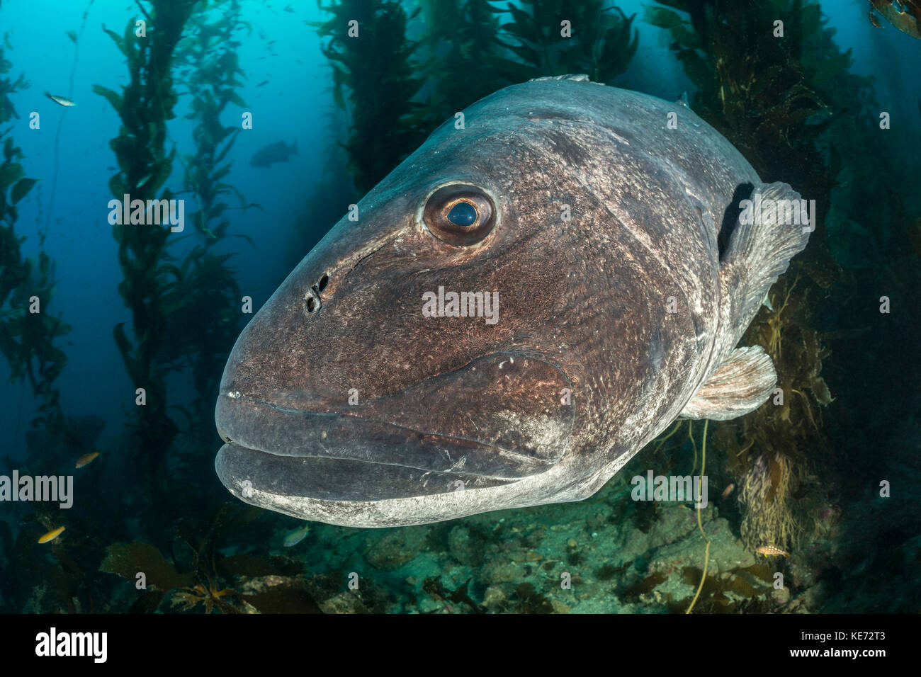 Giant Sea Bass in Kelp Forest, Stereolepis gigas, Catalina Island