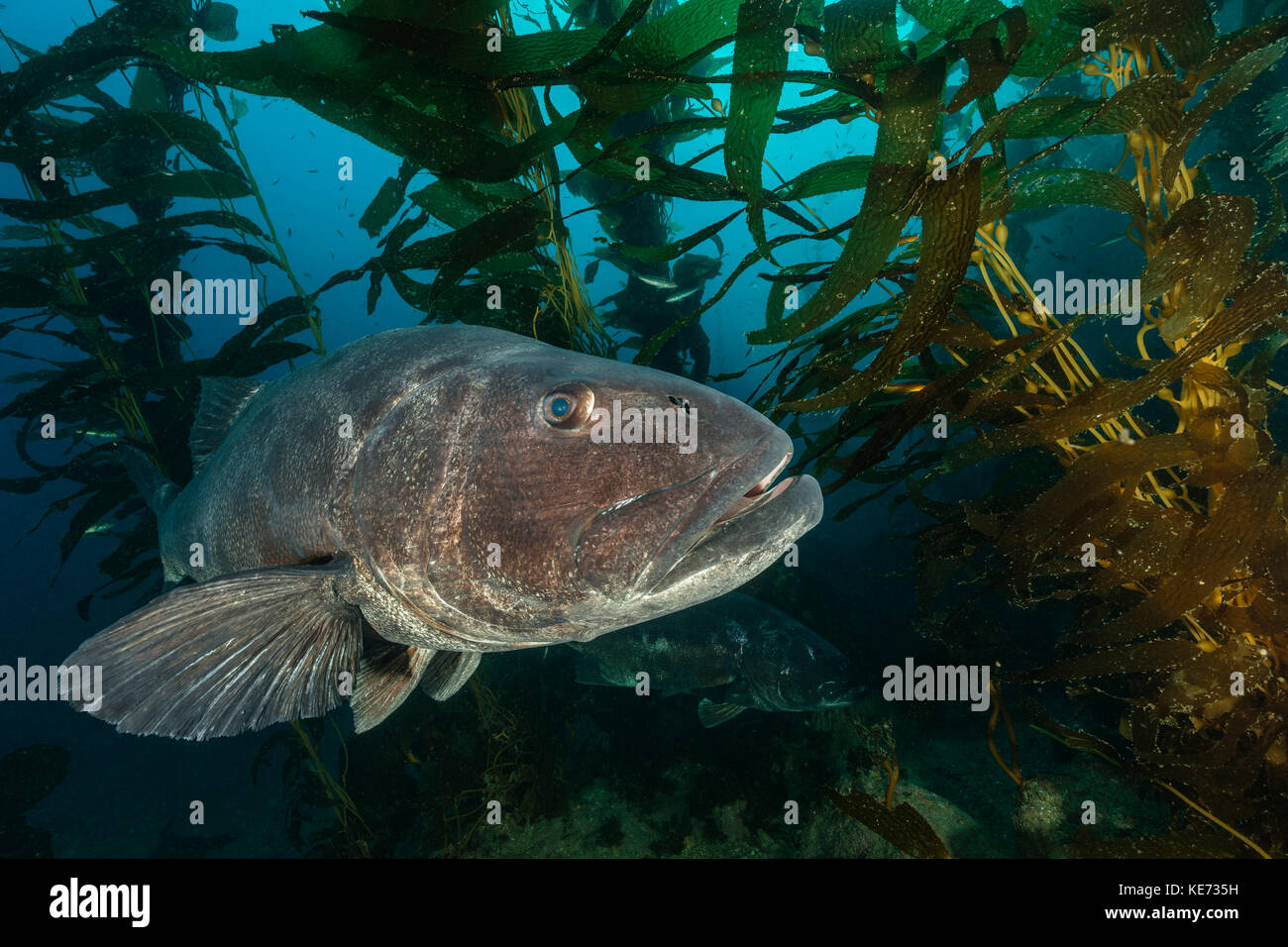 Giant Sea Bass in Kelp Forest, Stereolepis gigas, Catalina Island