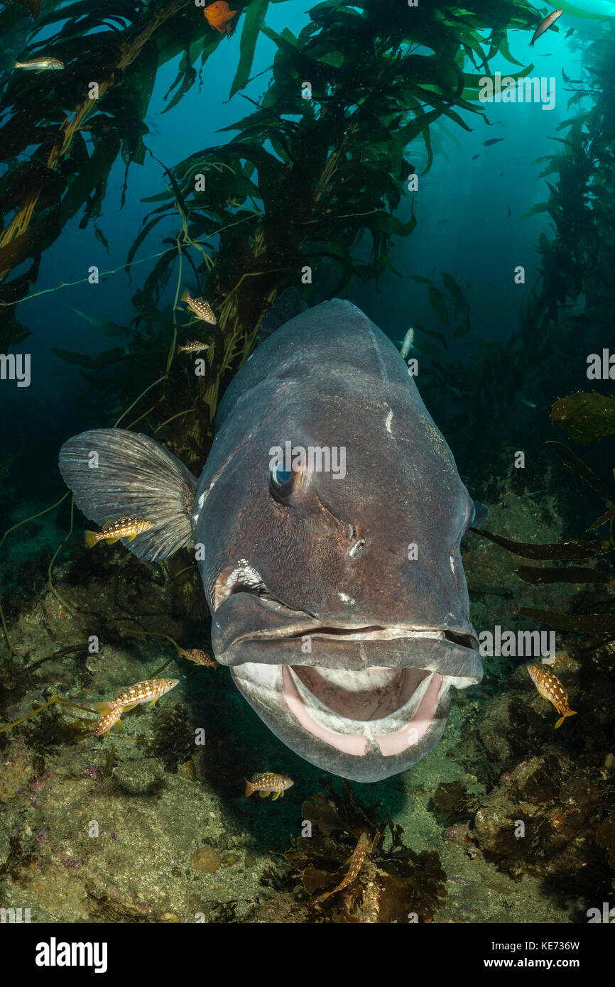 Giant Sea Bass in Kelp Forest, Stereolepis gigas, Catalina Island