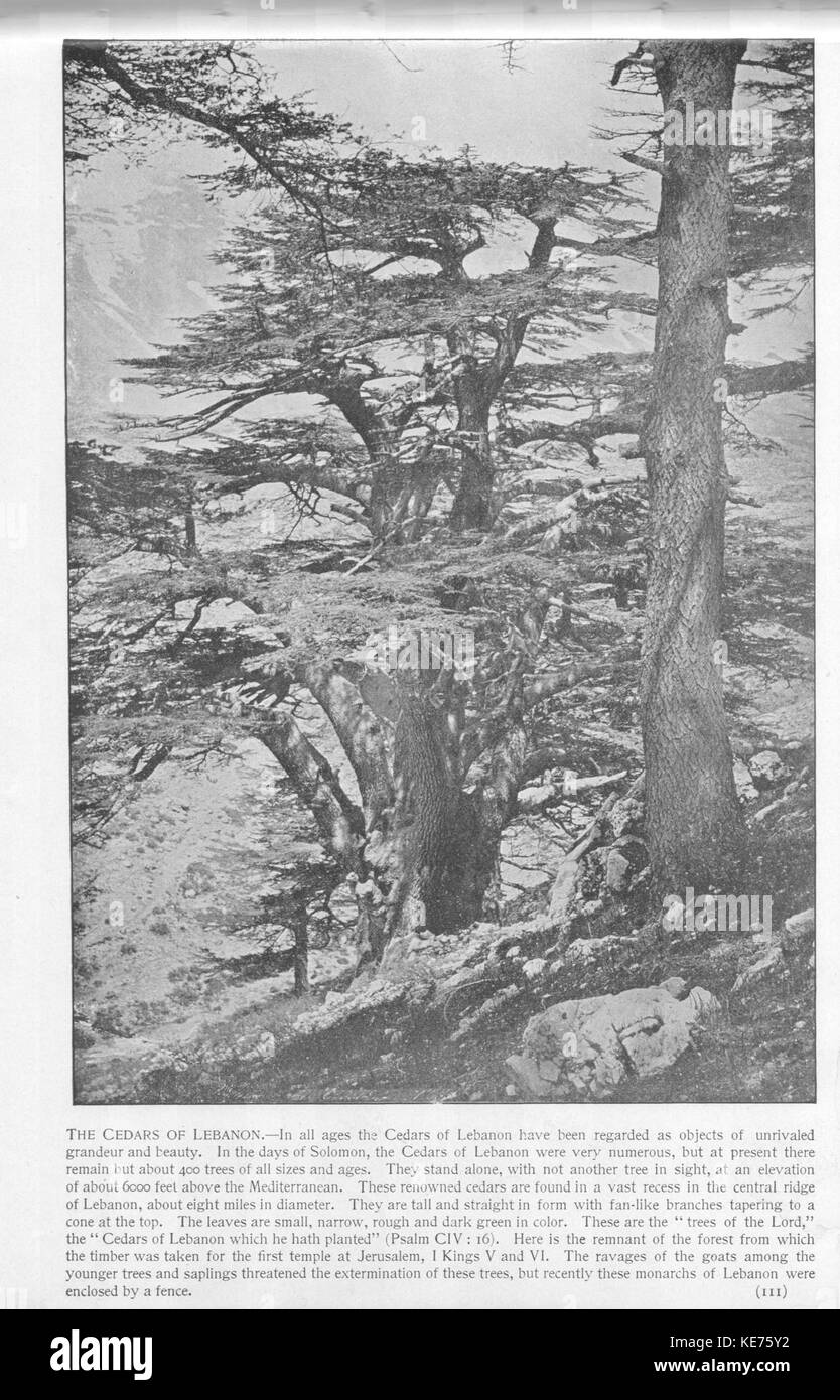 Lebanon cedars Black and White Stock Photos & Images - Alamy