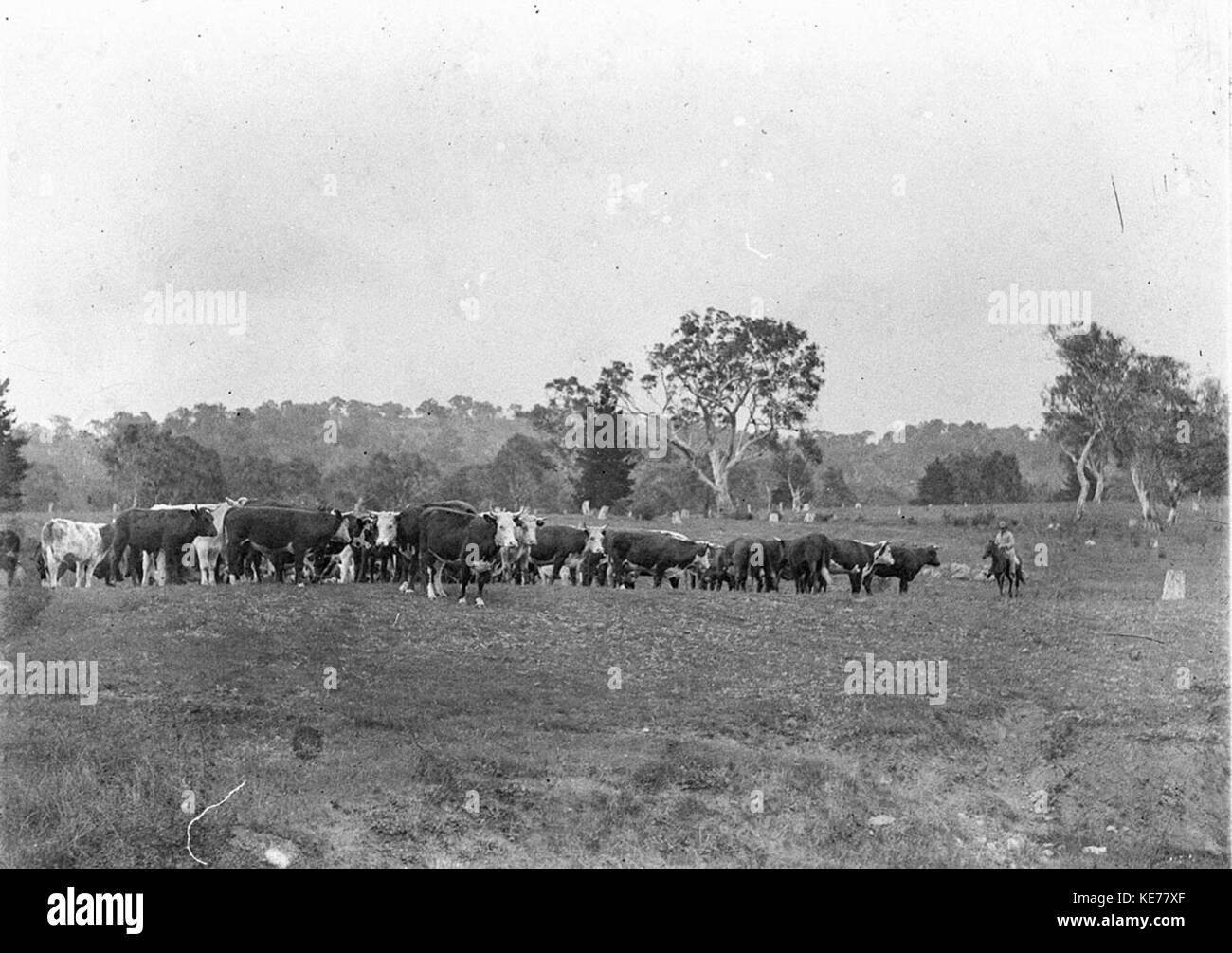 Cattle grazing Black and White Stock Photos & Images - Alamy