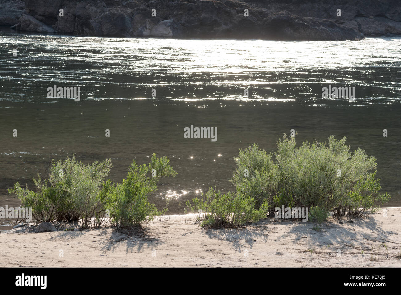 Beach with willows on Idaho's lower Salmon River. Stock Photo