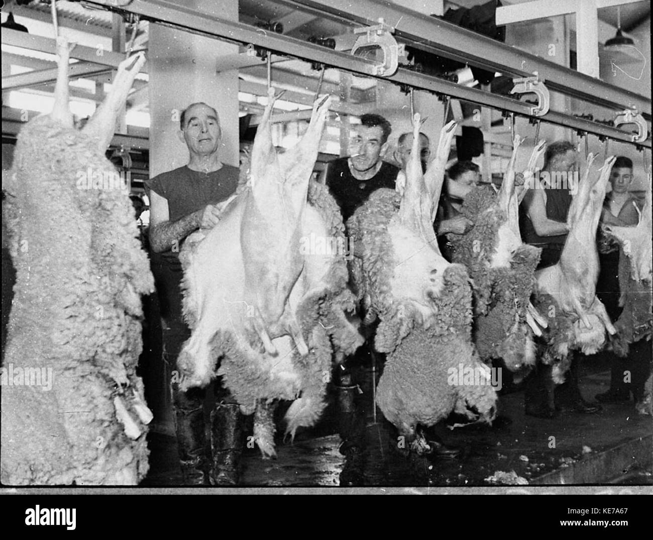 Abattoirs High Resolution Stock Photography and Images Alamy