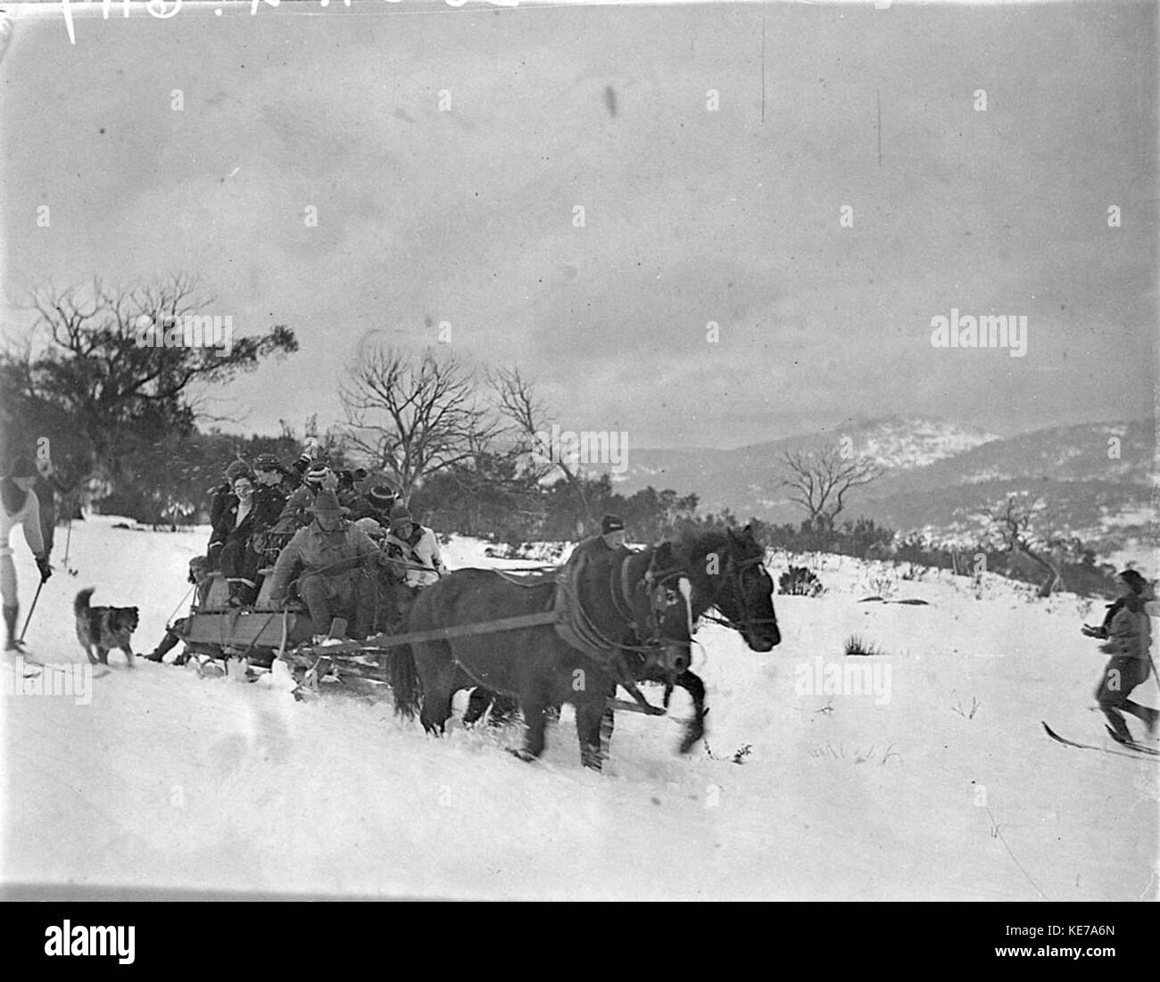 Horses pulling sled hires stock photography and images Alamy