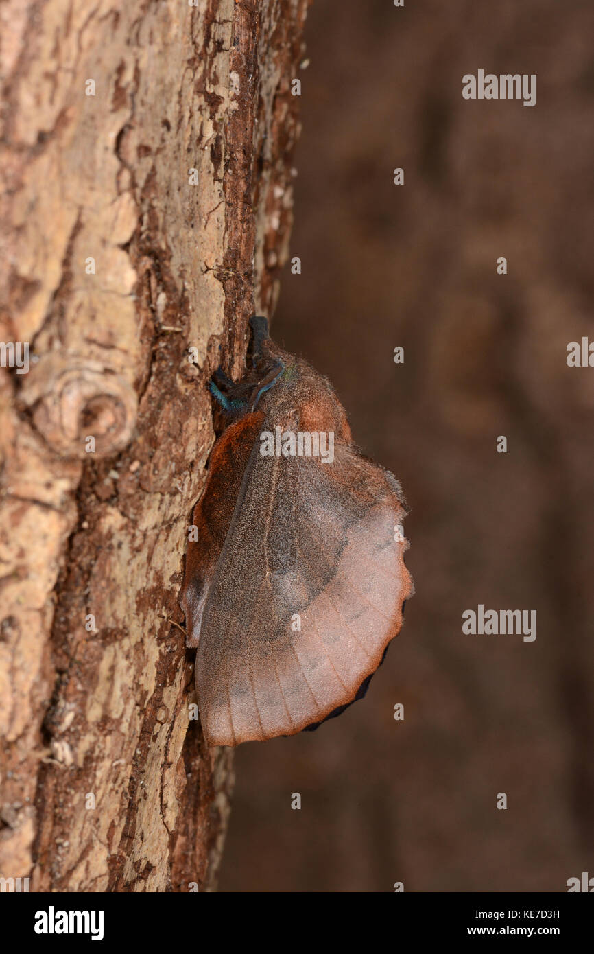 Lappet Moth (Gastropacha quercifolia) adult at rest on tree trunk, Oxfordshire, July Stock Photo