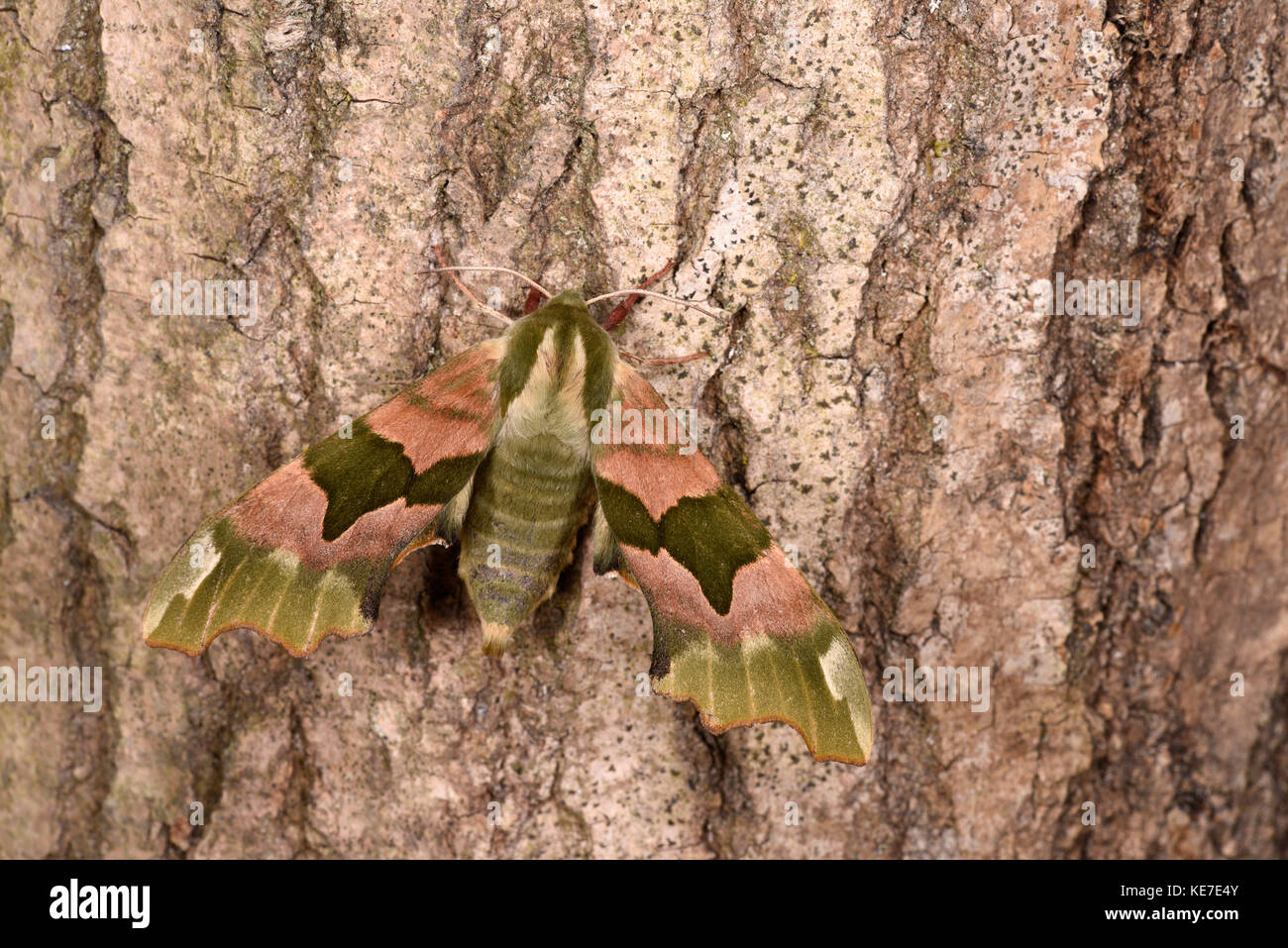 Lime Hawk Moth (Mimas tiliae) adult at rest on tree trunk, Monmouth, Wales, June Stock Photo