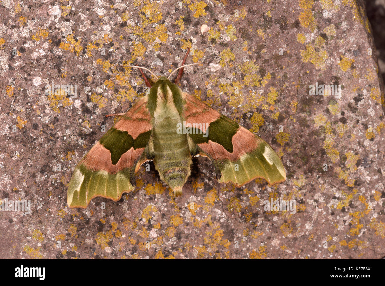 Lime Hawk Moth (Mimas tiliae) adult at rest on lichen covered stone, Monmouth, Wales, June Stock Photo