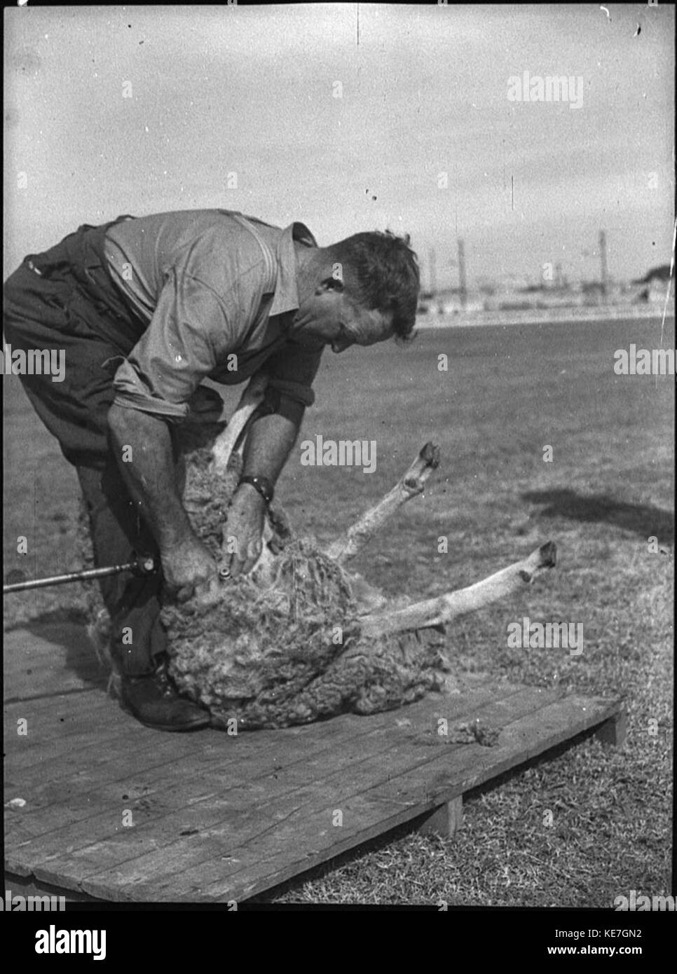 32064 Sheep shearing Newcastle Show Stock Photo Alamy