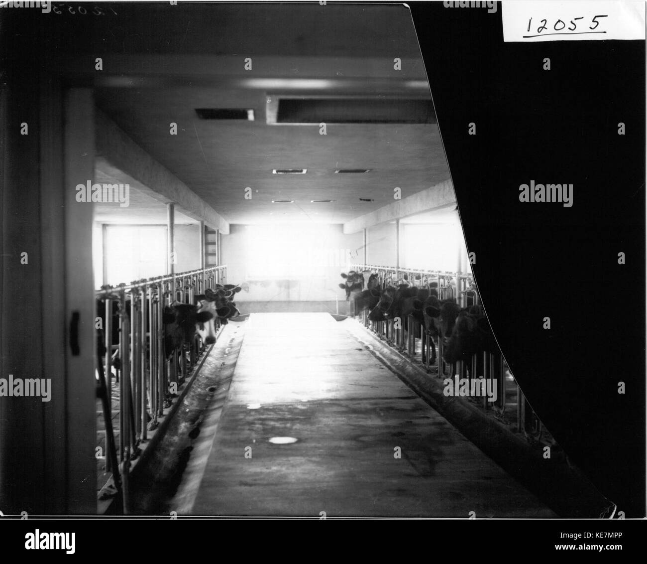 Western College Dairy Barn interior 1912 (3191518214 Stock Photo Alamy