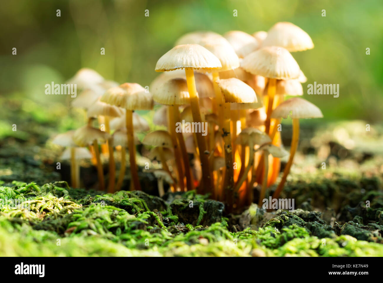 Mushroom in the autumn forest ( selective focus ) Stock Photo