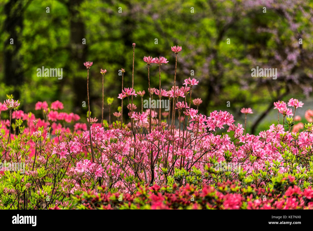 Azalea Garden, New York Botanical Garden; Bronx, New York, United States Of America Stock Photo