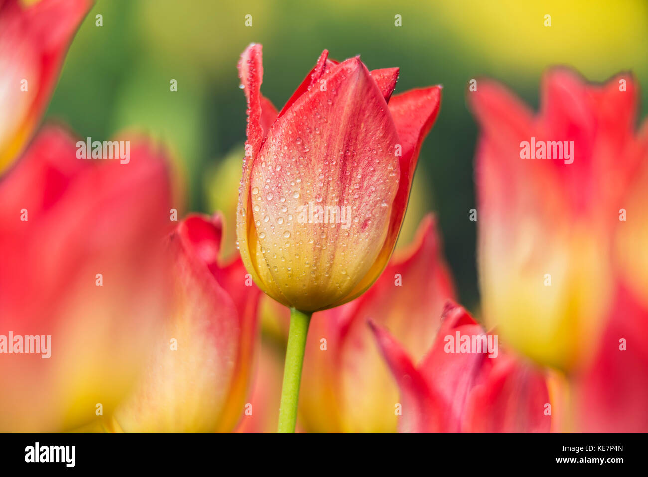 Triumph Tulips (Tulipa), 'apertif' Liliaceae, New York Botanical Garden; Bronx, New York, United States Of America Stock Photo