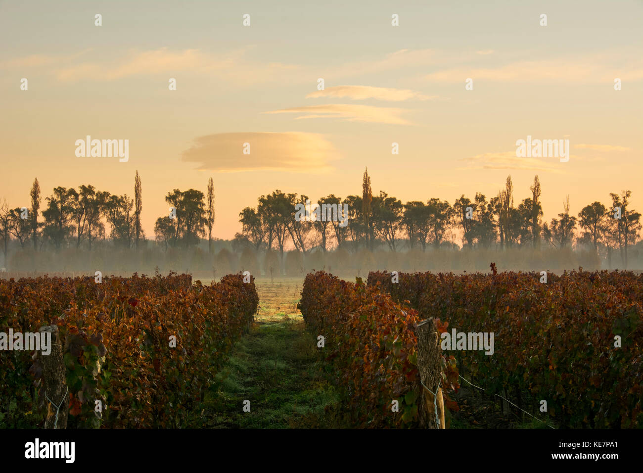 Autumn Fog Highlights The Sunrise Over A Vineyard; Tunuyan, Mendoza, Argentina Stock Photo
