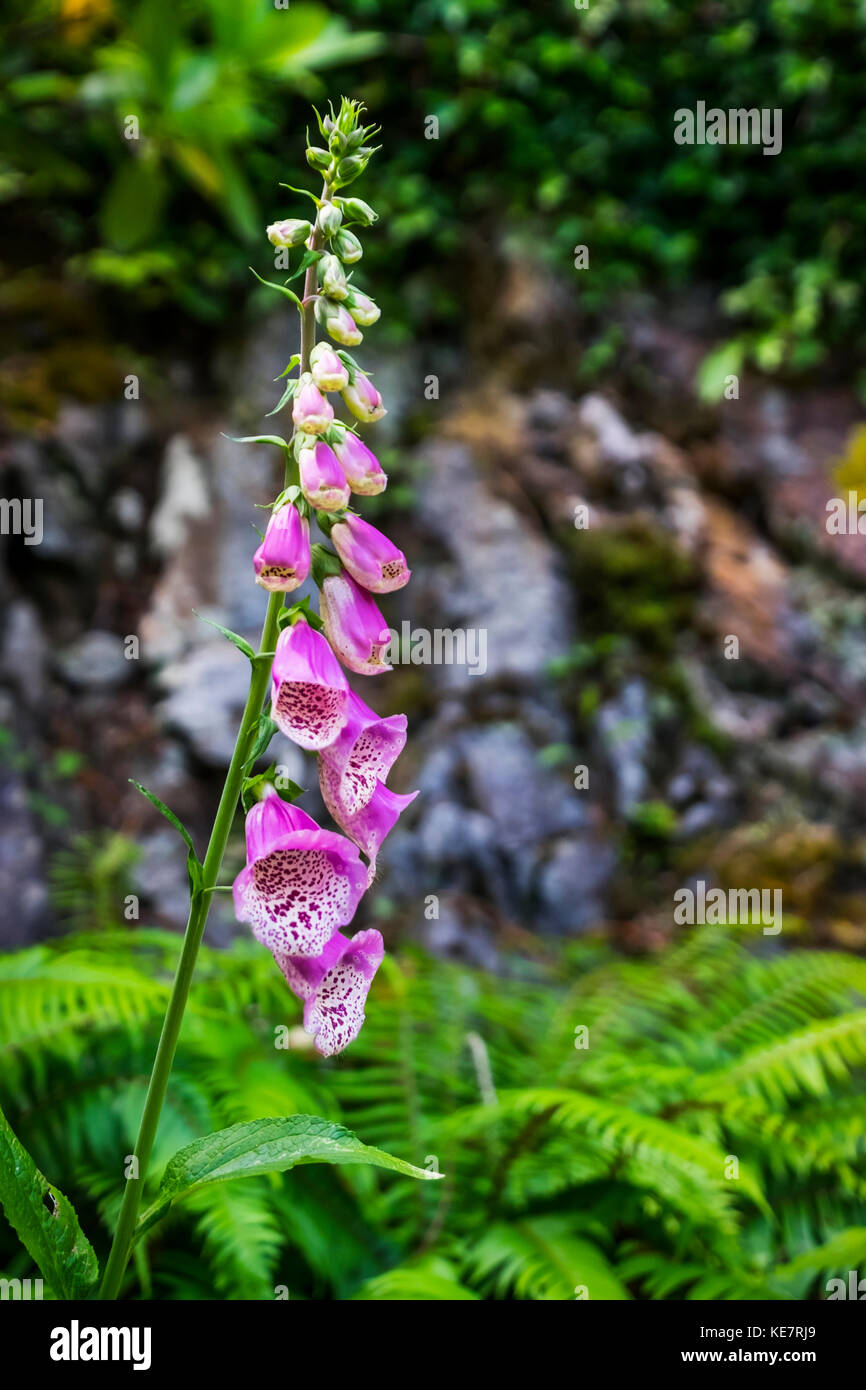 A Pink Foxglove Digitalis Purpurea Flower In Bloom With Ferns Among The Ground Butchart Gardens Victoria British Columbia Canada Stock Photo Alamy
