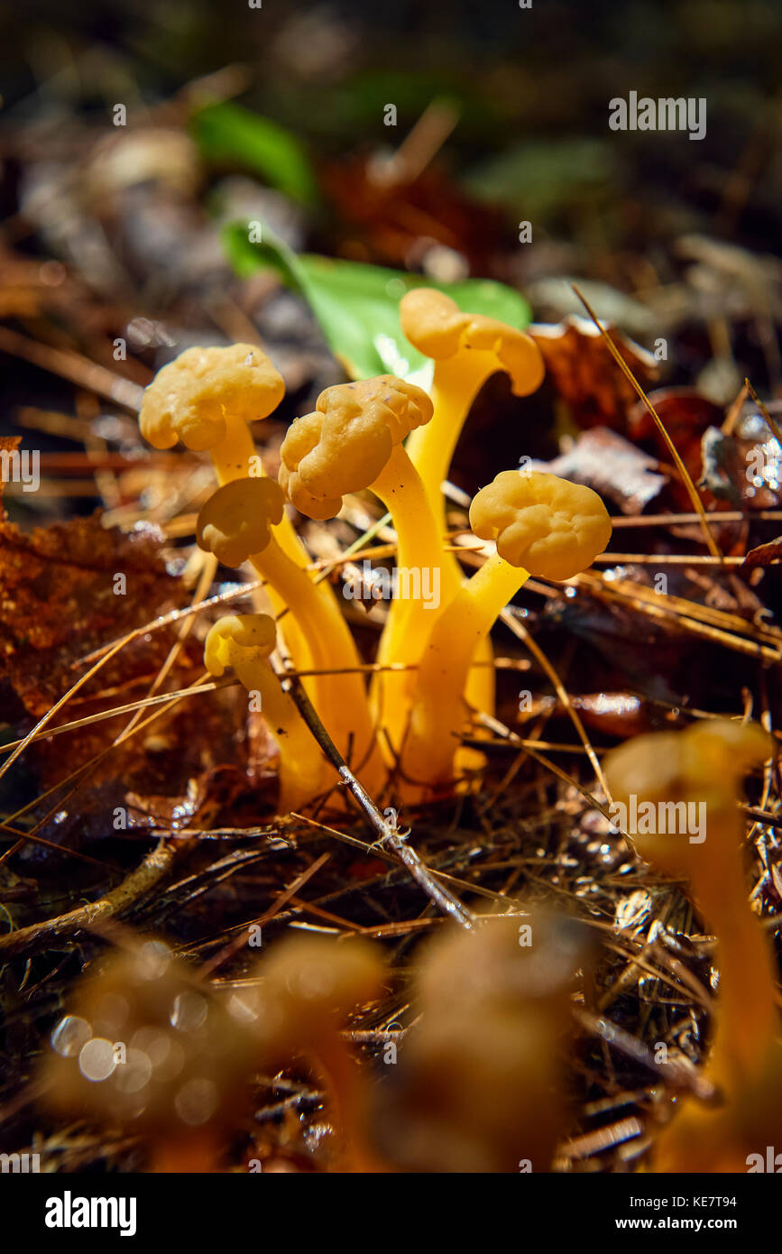 Mushrooms Growing On The Forest Floor, Bon Echo Provincial Park; Ontario, Canada Stock Photo Alamy