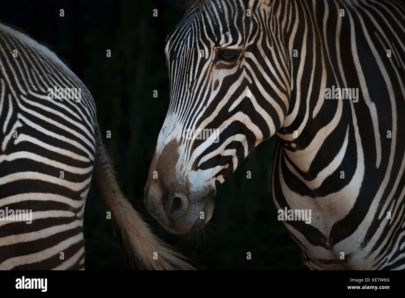 Close-Up Of Grevy's Zebra (Equus Grevyi) Head And Hindquarters; Cabarceno, Cantabria, Spain Stock Photo