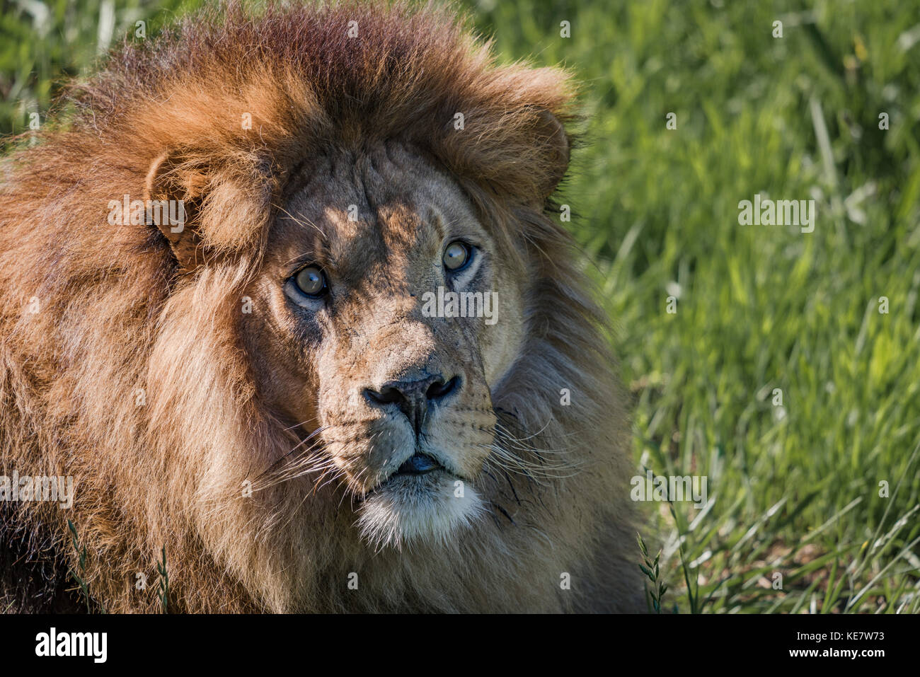 Close-Up Of Male Lion (Panthera Leo) Looking Towards Camera; Cabarceno, Cantabria, Spain Stock Photo