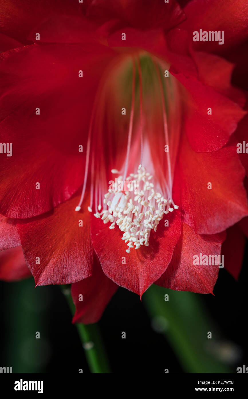 A Tropical Epiphyllum Cactus Blooms Indoors; Astoria, Oregon, United States Of America Stock Photo