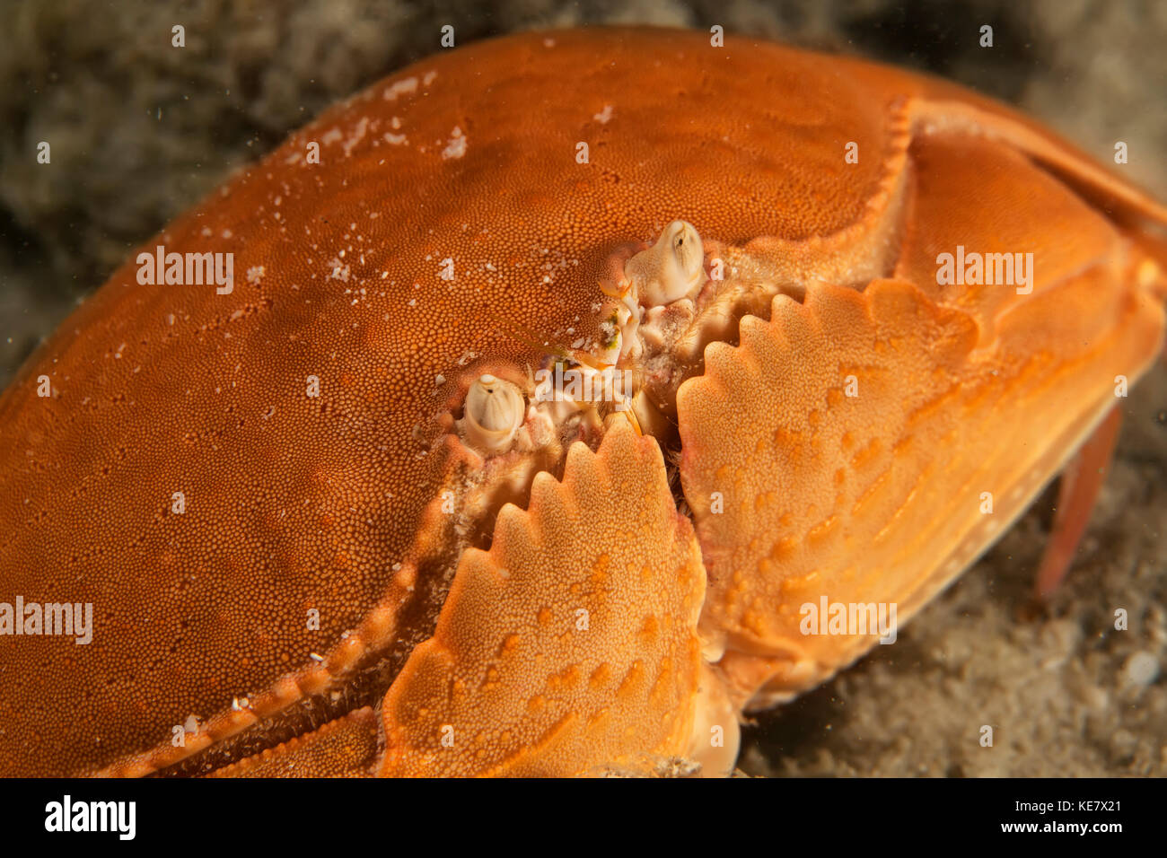 Smooth Box Crab (Calappa Calappa); Moalboal, Cebu, Central Visayas, Philippines Stock Photo