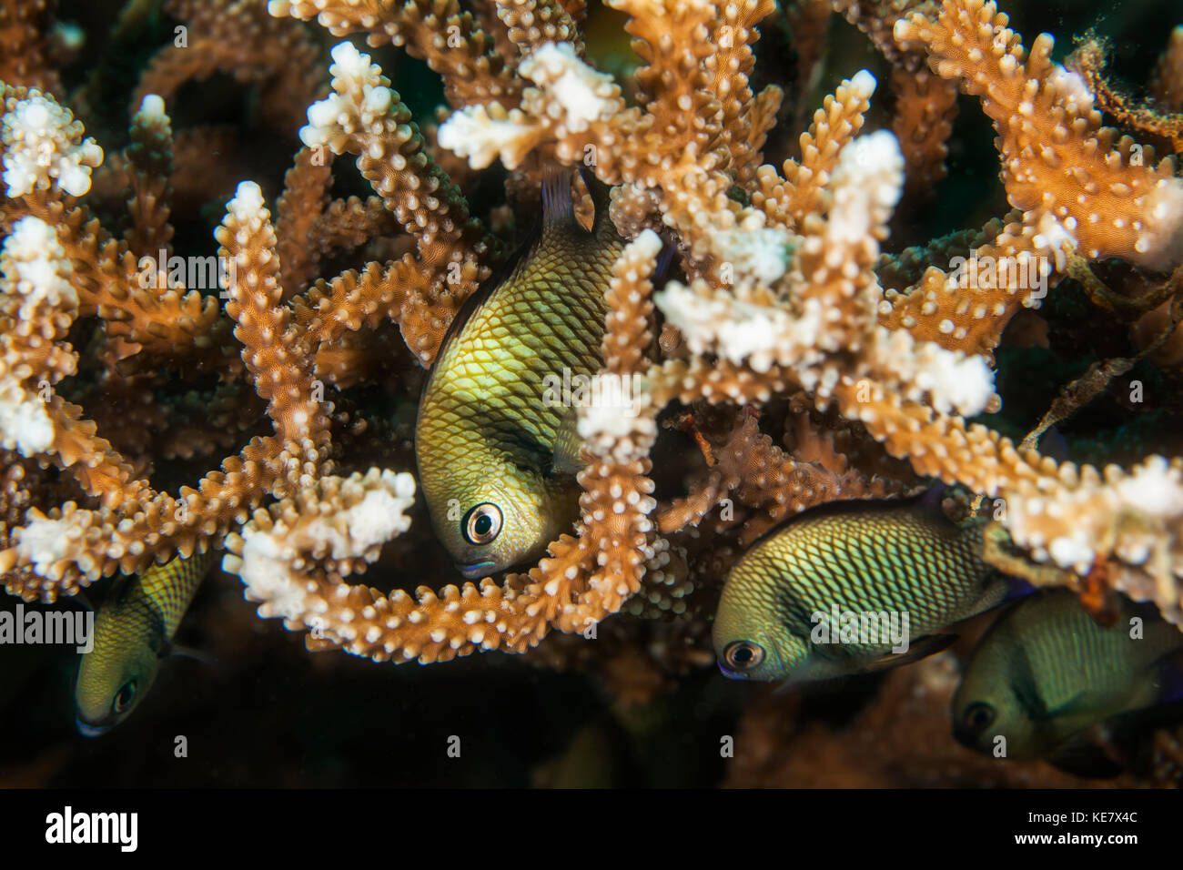 A Group Of Damselfish Among Coral; Moalboal, Cebu, Central Visayas ...