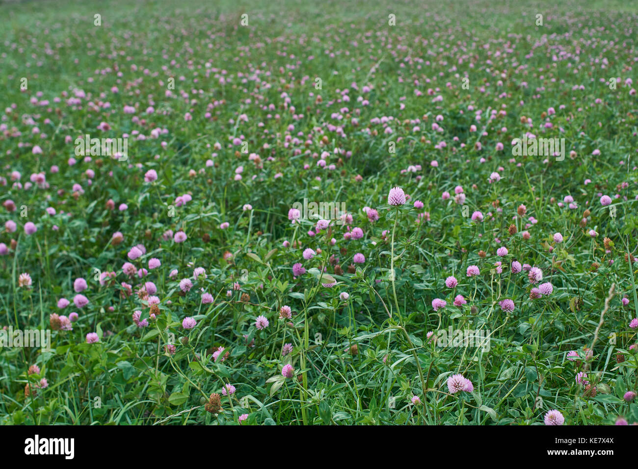 Beautiful pink meadow flowers hi-res stock photography and images - Alamy