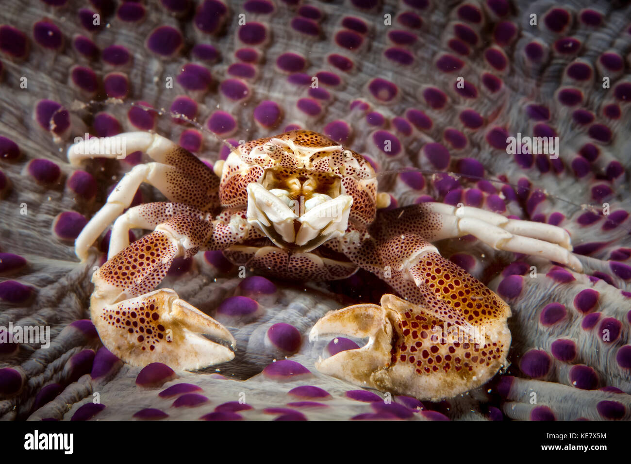 Spotted Porcelain Crab (Porcellana Sayana) On Top Of Anenome; Moalboal, Cebu, Central Visayas, Philippines Stock Photo
