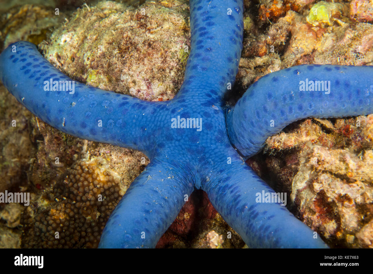 Blue Starfish; Moalboal, Cebu, Central Visayas, Philippines Stock Photo